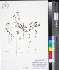 Image of Euphorbia pionosperma