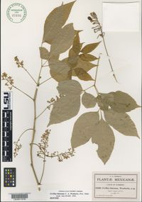 Houssayanthus biternatus image