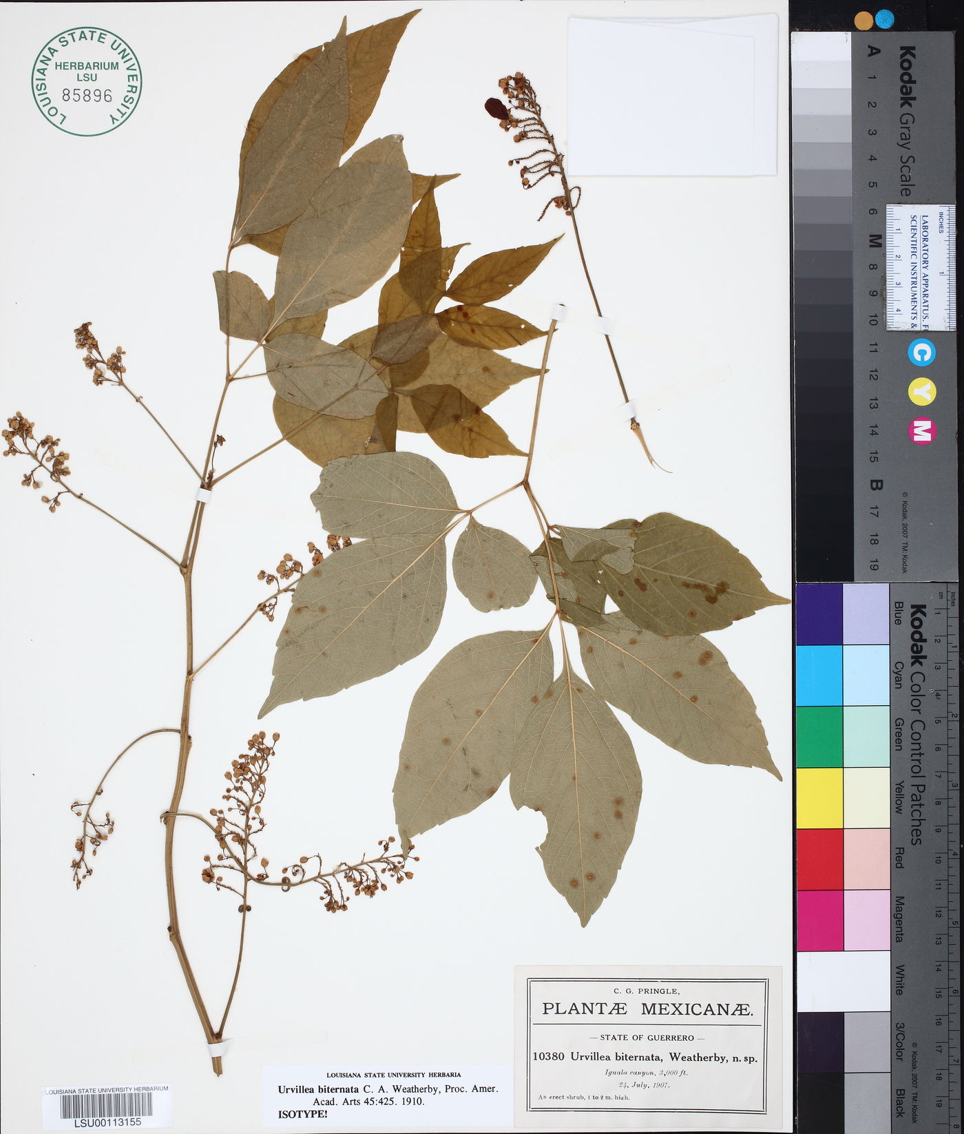Houssayanthus biternatus image