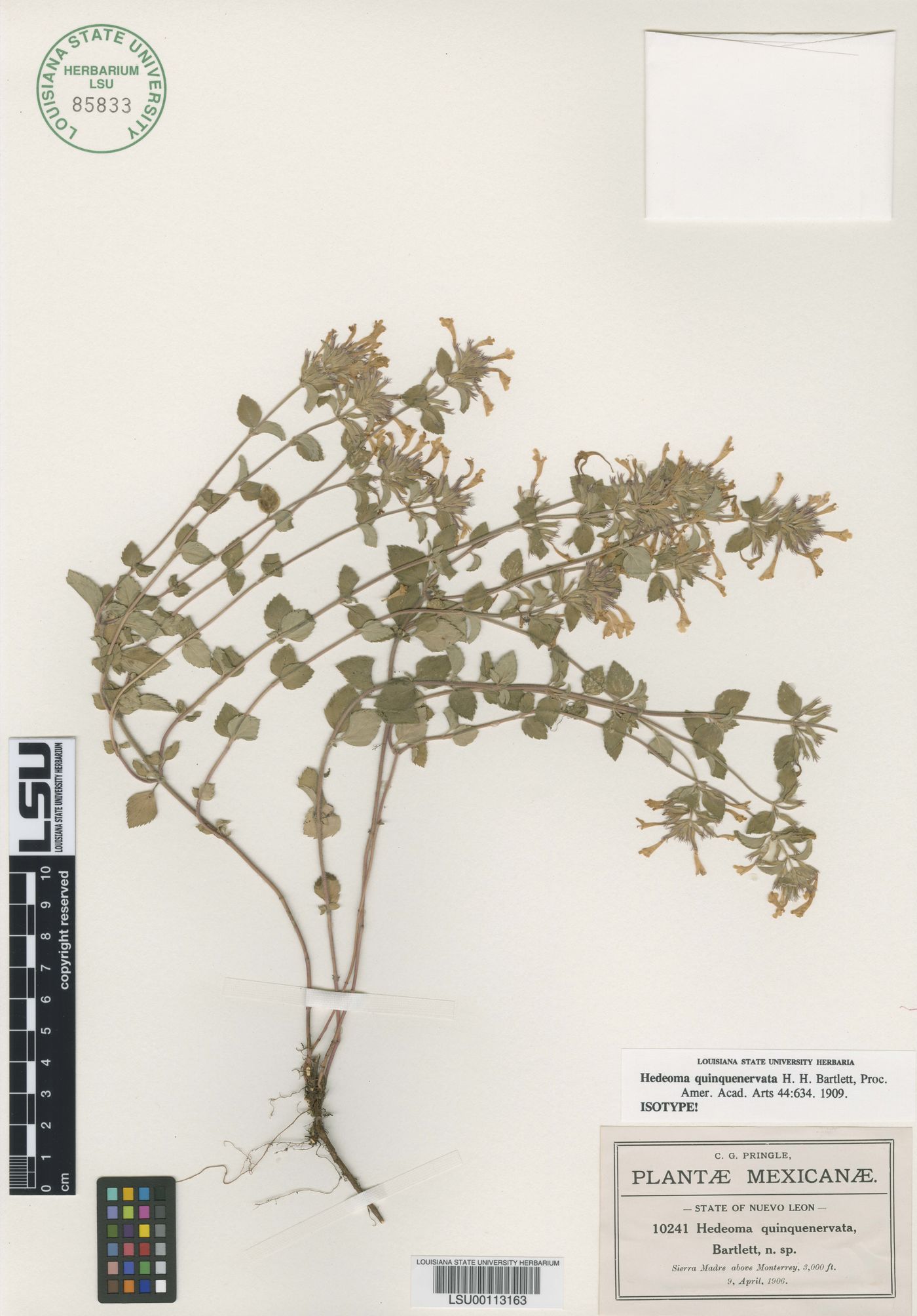 Hedeoma costata var. costata image