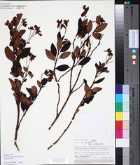 Calceolaria arbuscula image