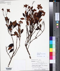 Image of Calceolaria arbuscula