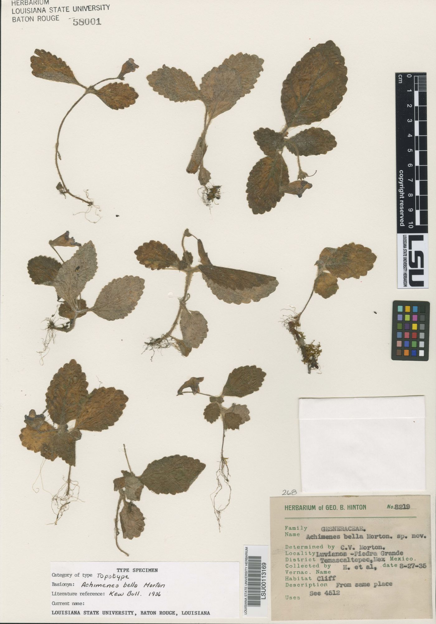 Eucodonia verticillata image