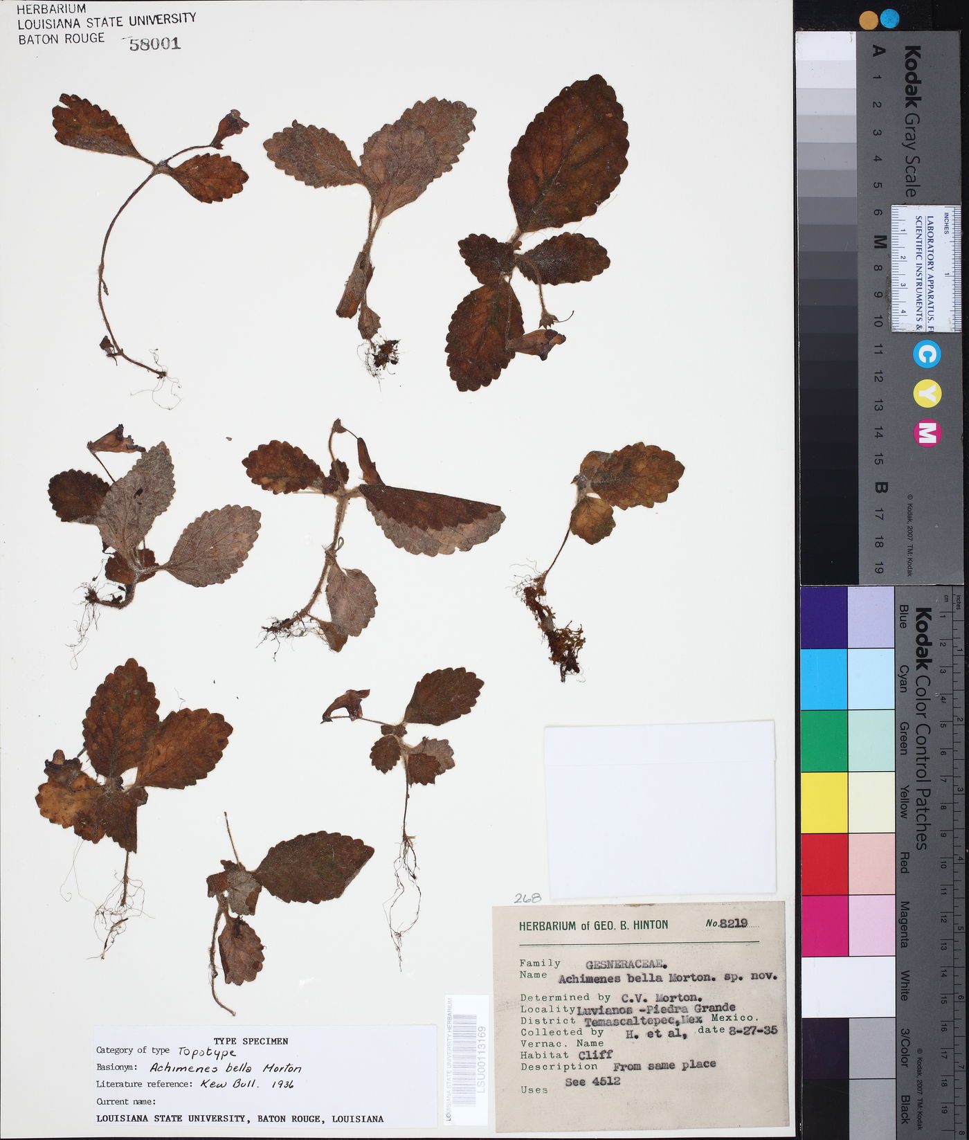 Eucodonia verticillata image