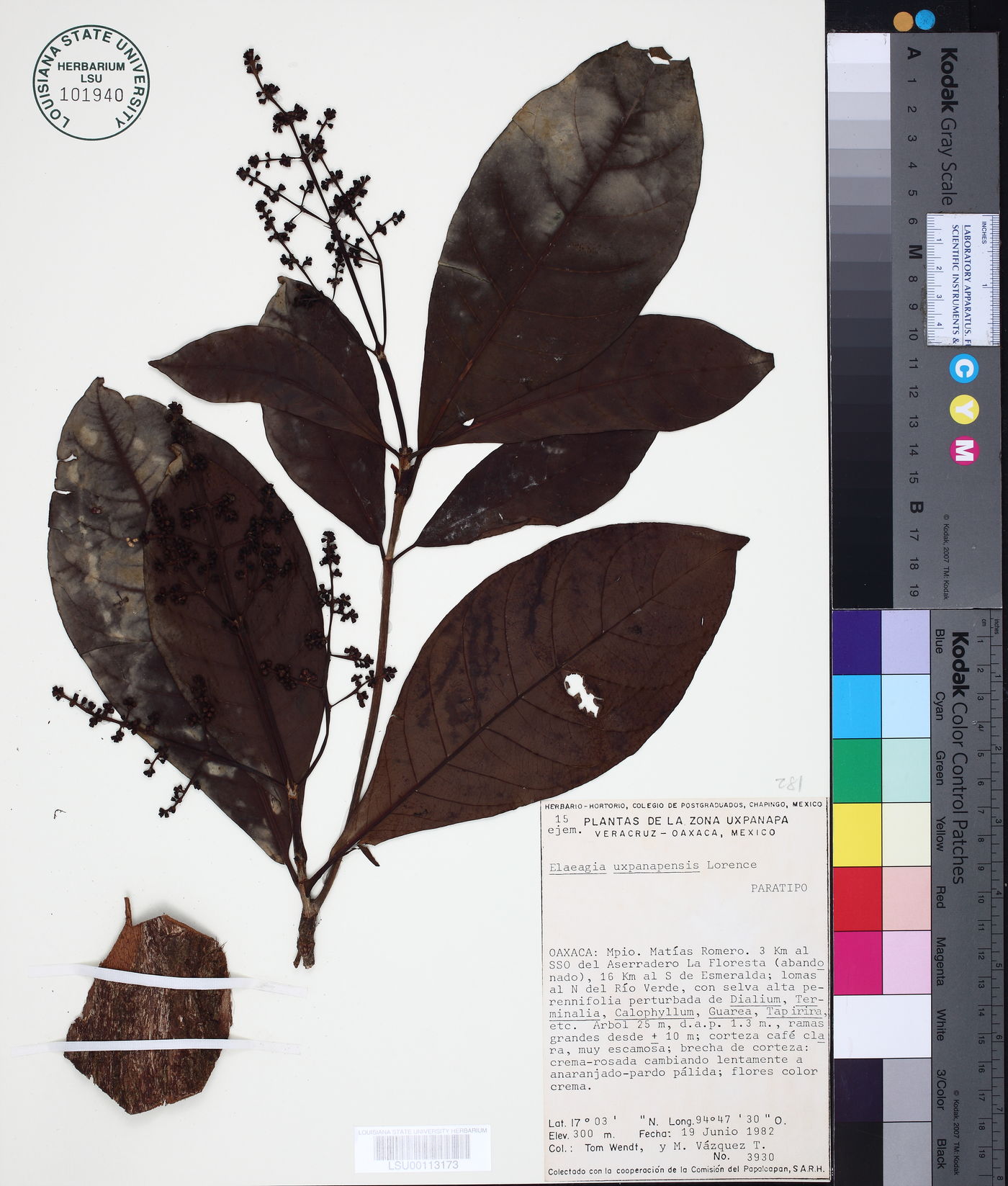 Warszewiczia uxpanapensis image