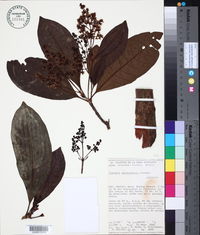 Warszewiczia uxpanapensis image