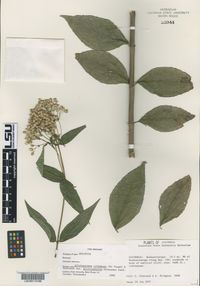 Alloispermum colimense var. microcephalum image