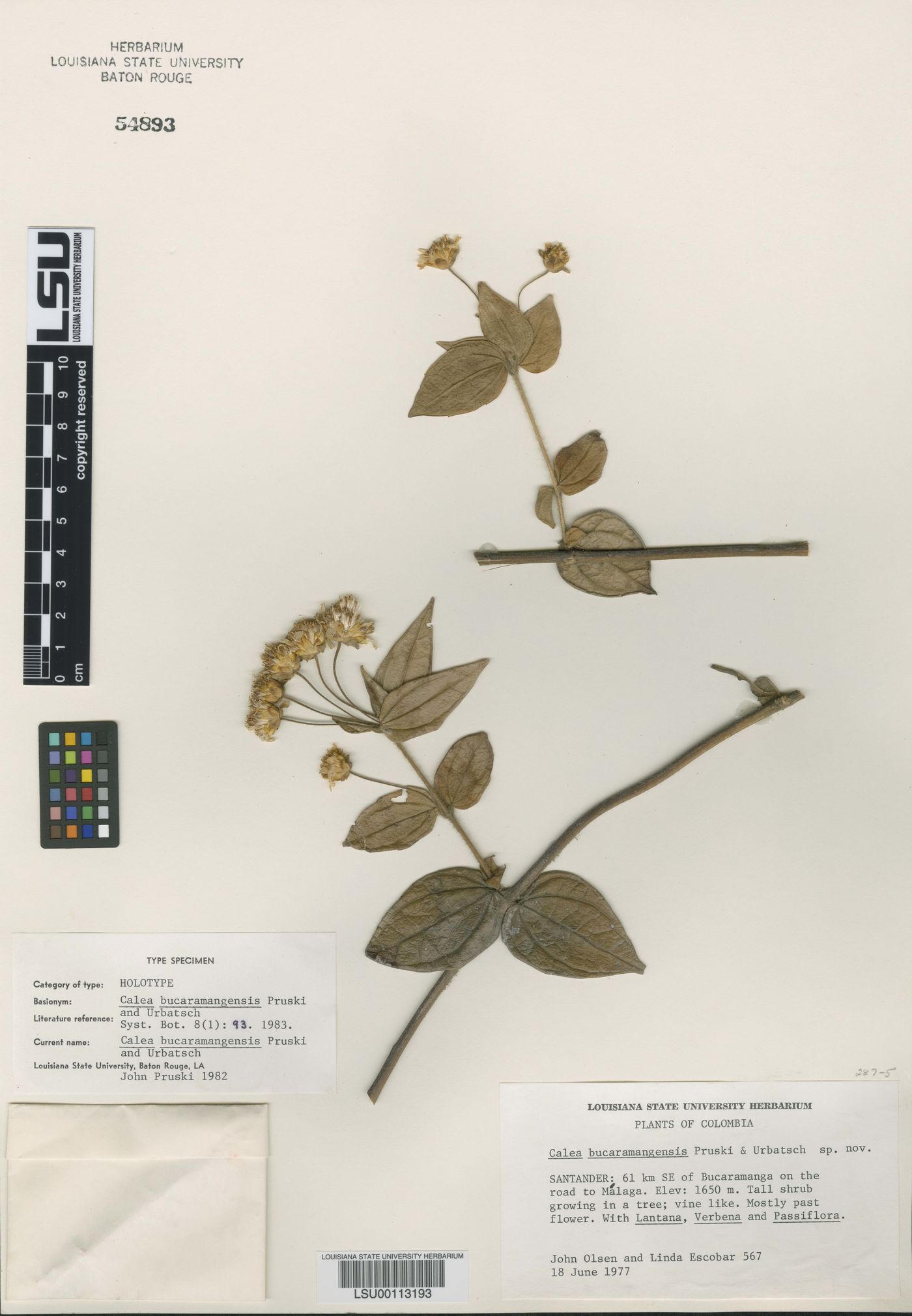 Calea bucaramangensis image