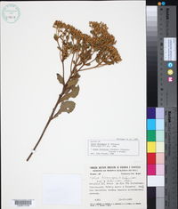 Image of Calea fruticosa