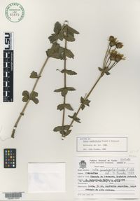 Calea quadrifolia image