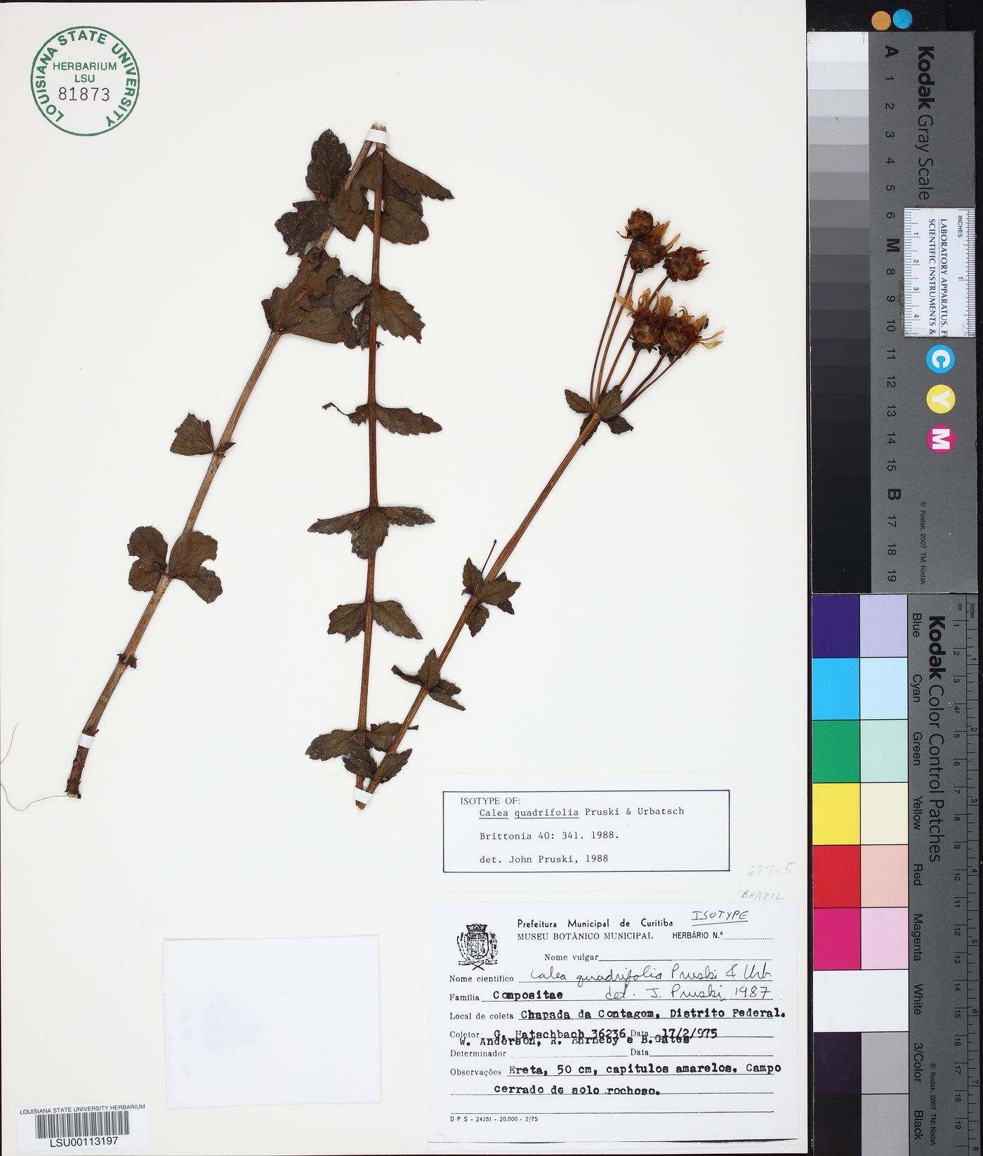 Calea quadrifolia image