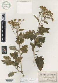 Parthenium lozanoanum image