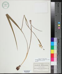 Nemastylis latifolia image