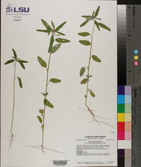 Croton glandulosus var. septentrionalis image