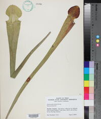 Sarracenia alata image