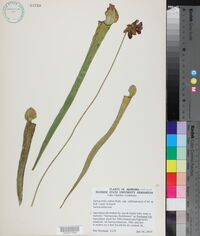 Image of Sarracenia alabamensis