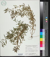 Rotala ramosior image