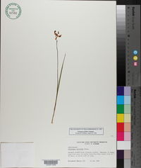 Calopogon pallidus image