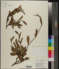 Hibbertia scandens image