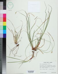 Carex nigromarginata image