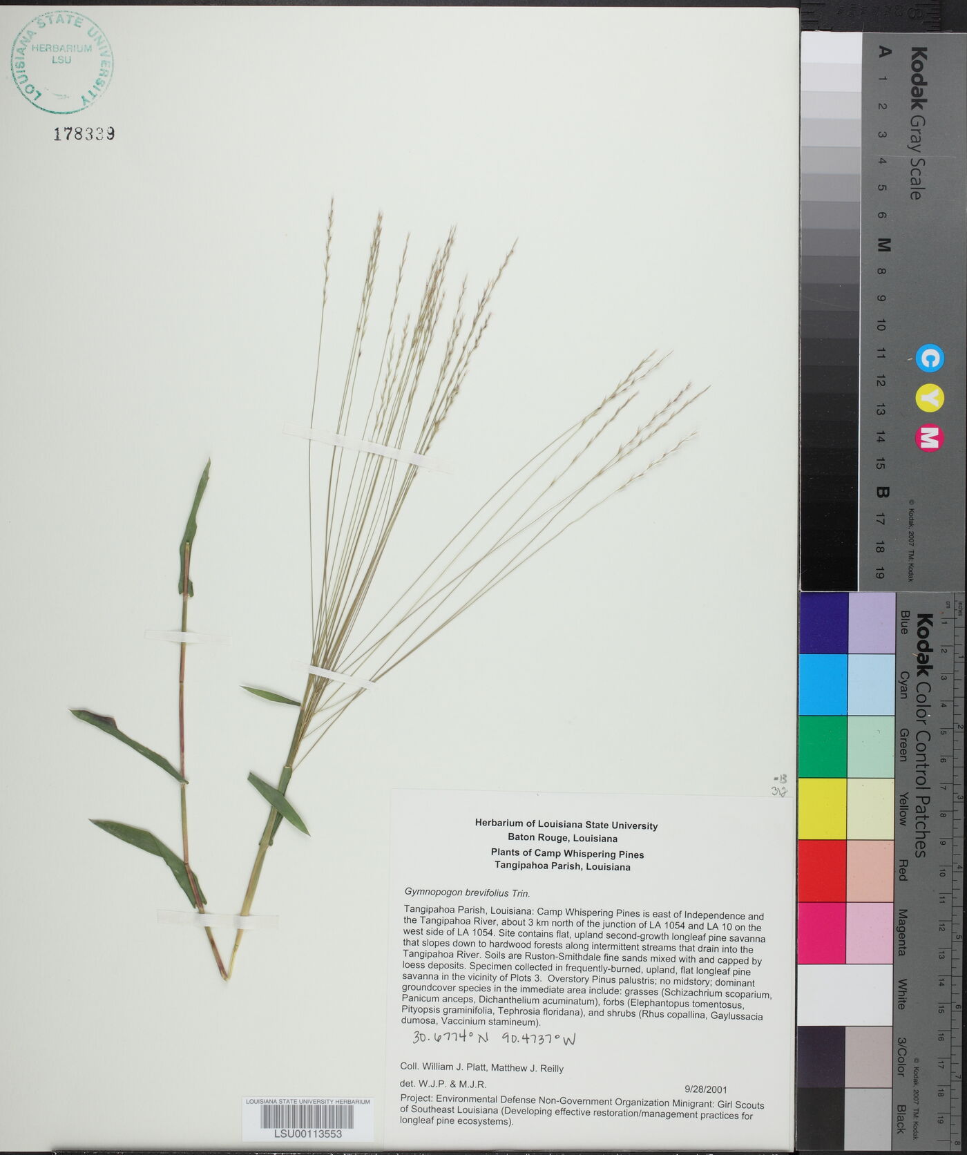 Gymnopogon brevifolius image