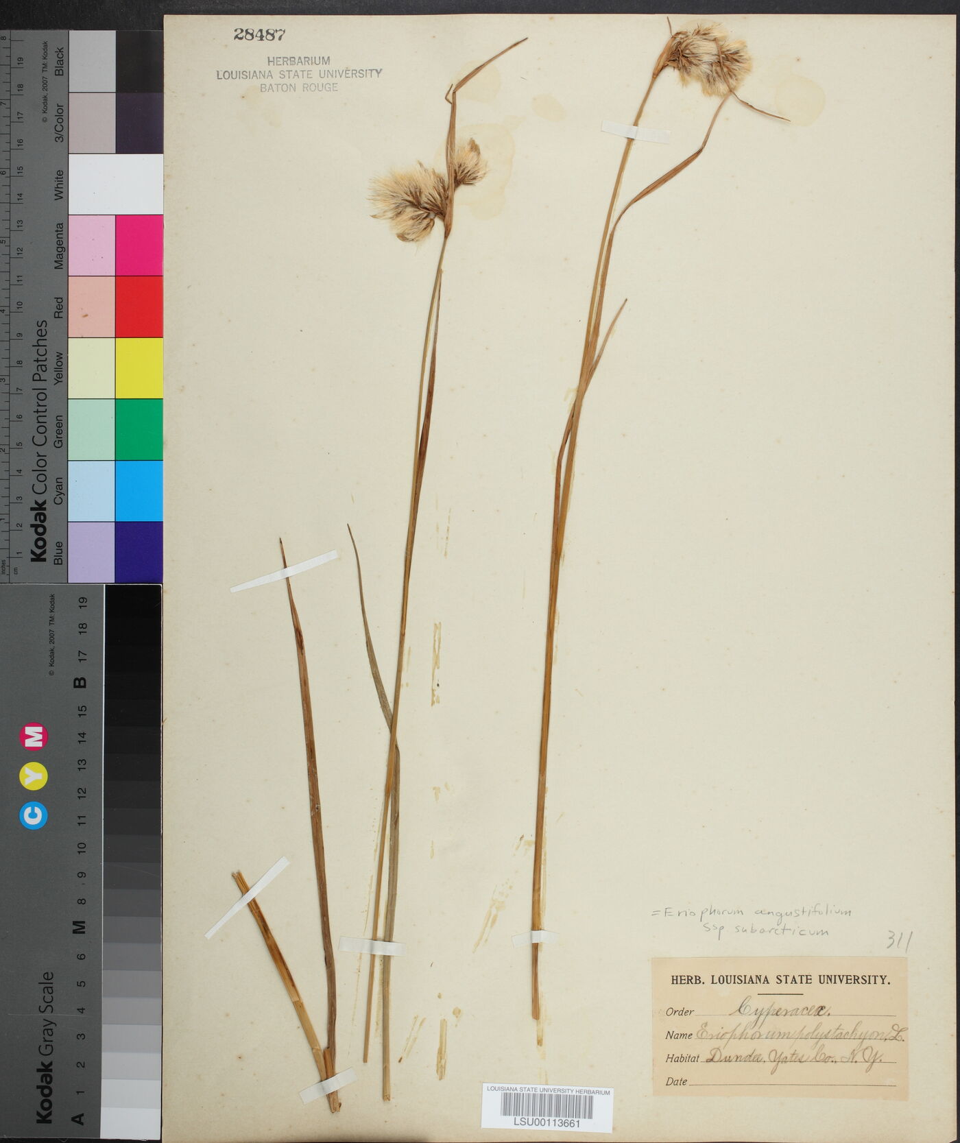 Eriophorum angustifolium subsp. subarcticum image