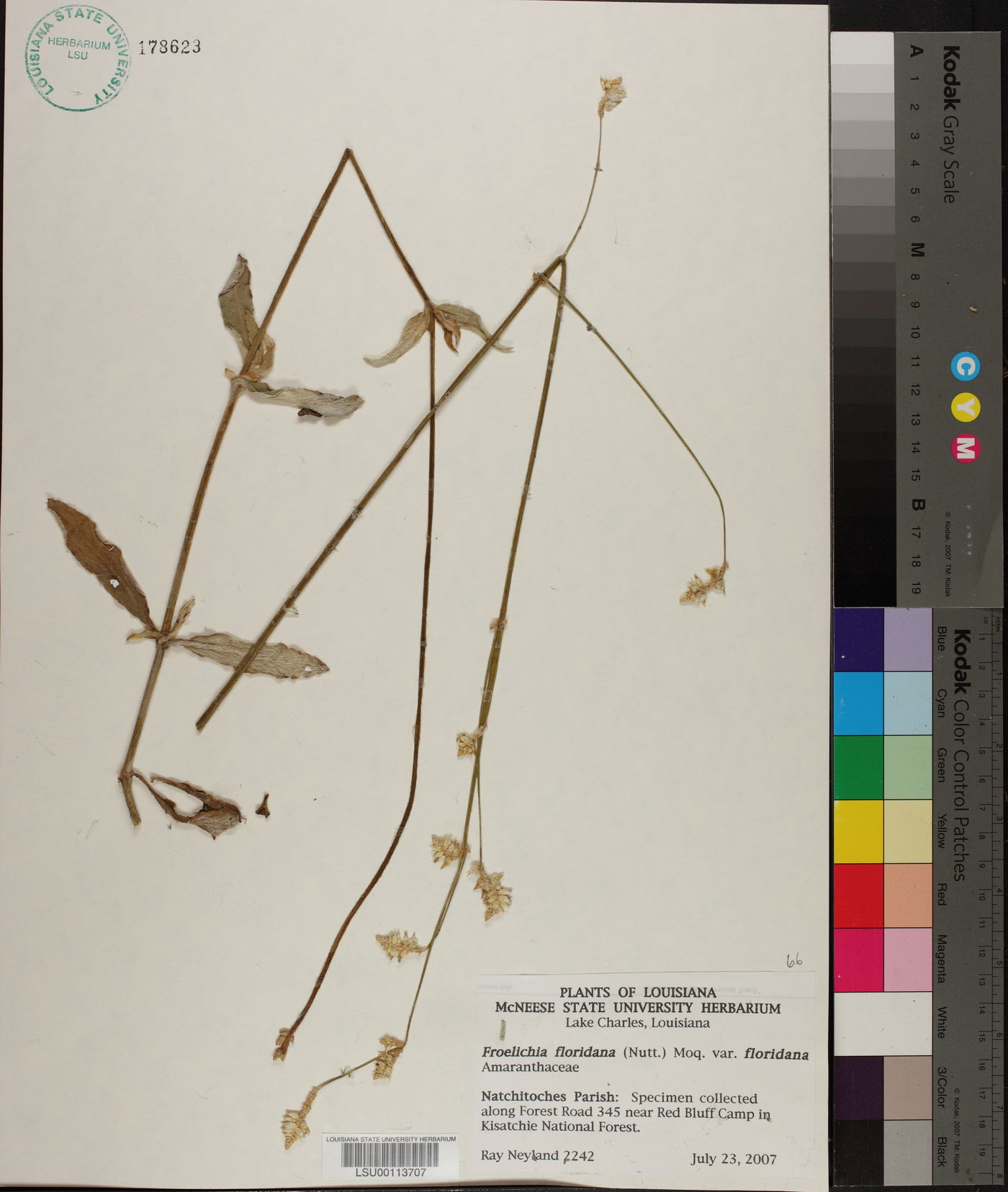 Froelichia floridana var. floridana image