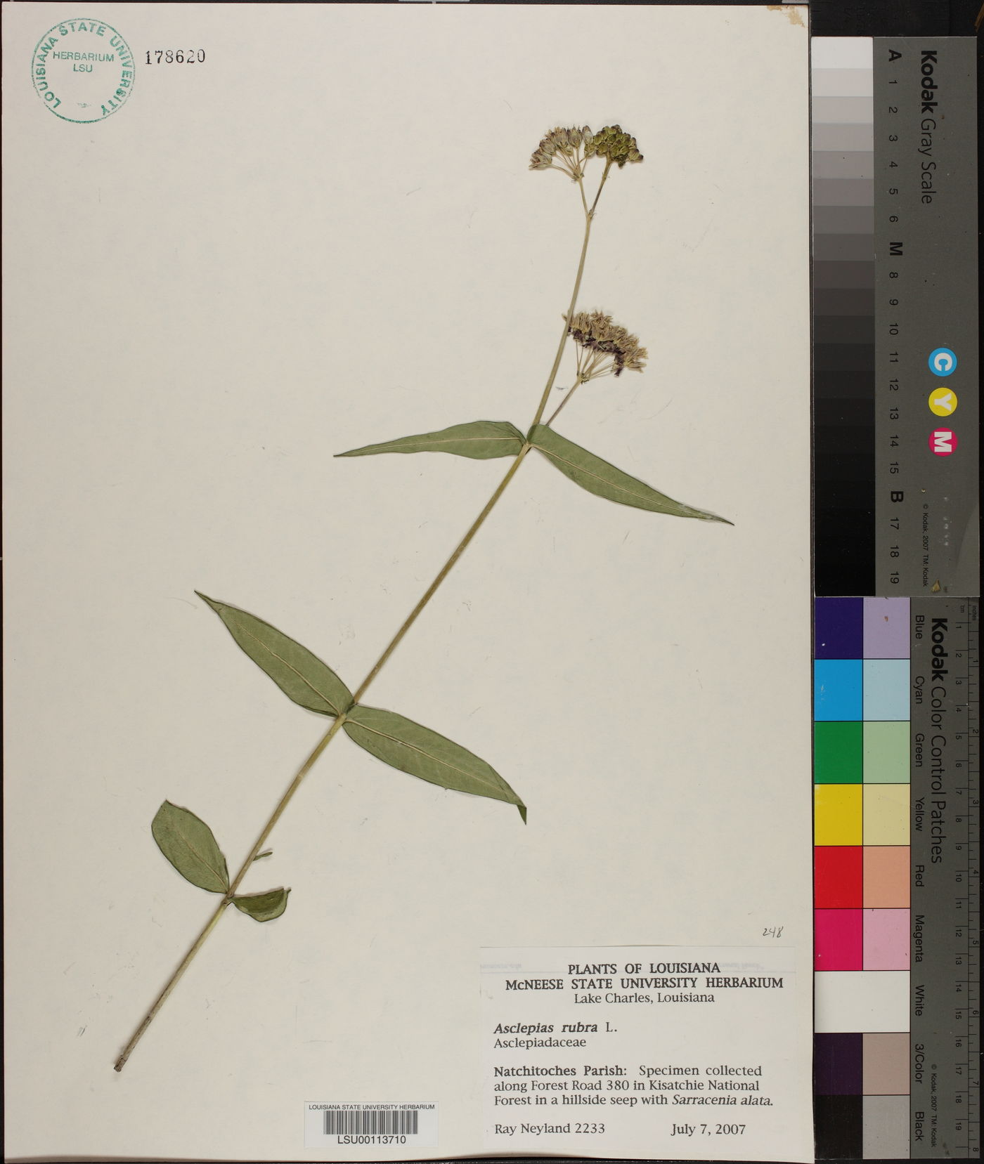 Asclepias rubra image