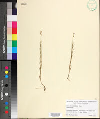 Oenothera linifolia image