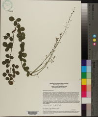 Desmodium lineatum image