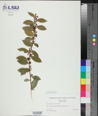 Lyonia lucida image