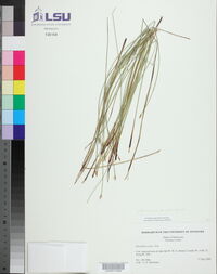 Eleocharis erythropoda image