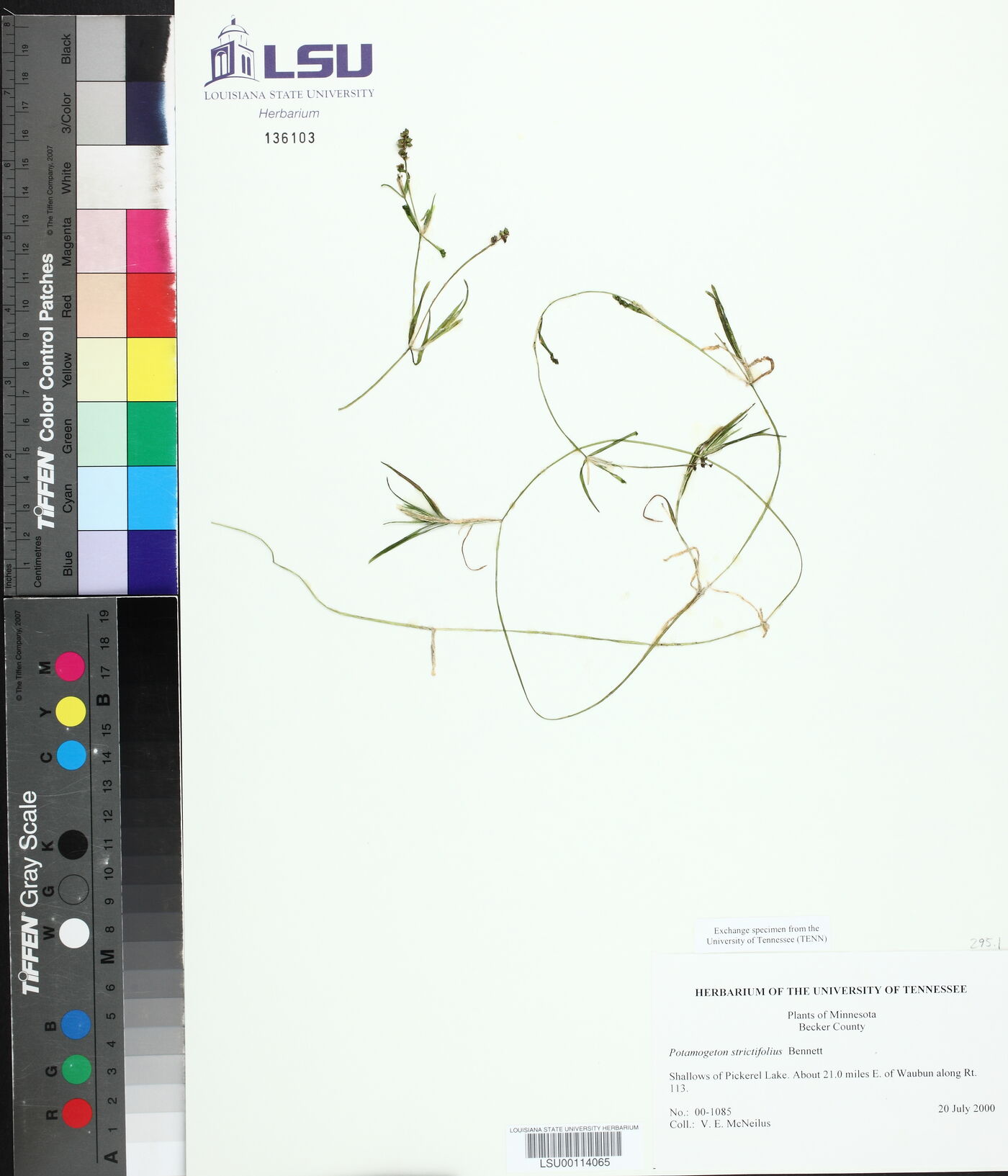 Potamogeton strictifolius image