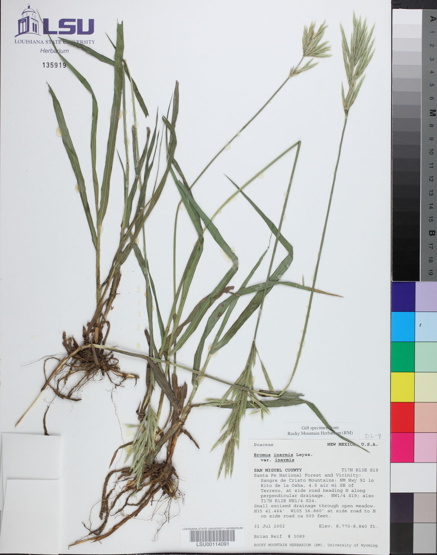 Bromus inermis subsp. inermis image