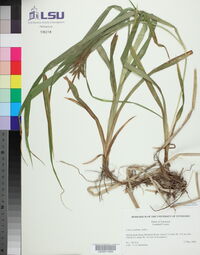 Carex scabrata image