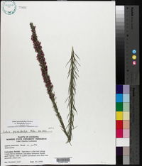 Liatris pycnostachya var. lasiophylla image