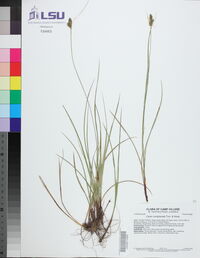 Carex complanata image