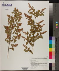 Ligustrum sinense image