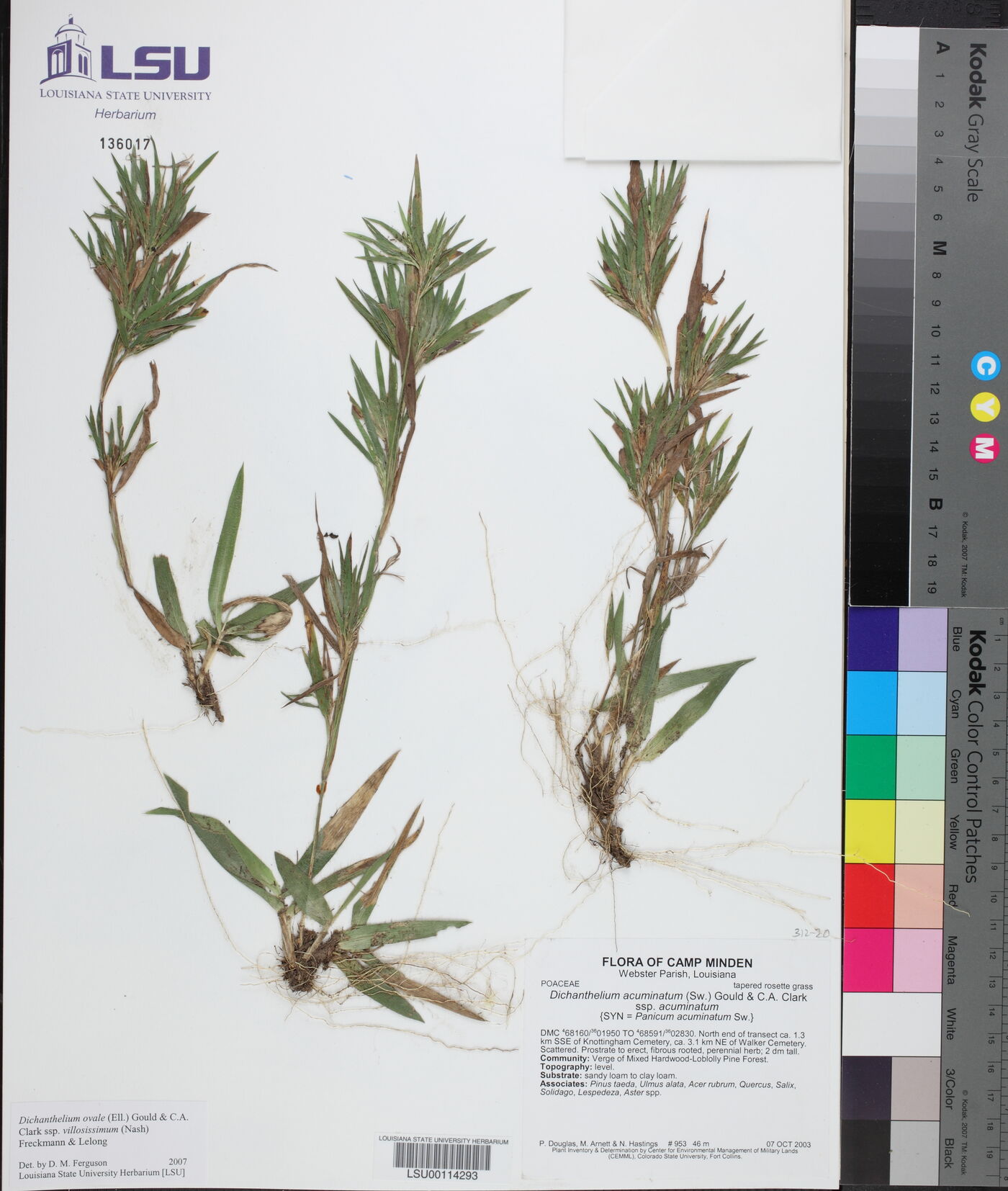 Dichanthelium ovale subsp. villosissimum image