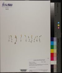 Gratiola flava image