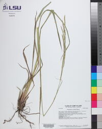 Paspalum urvillei image