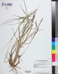 Paspalum plicatulum image