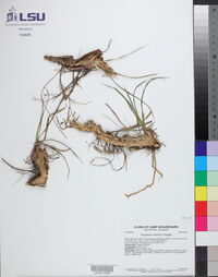 Paspalum notatum image