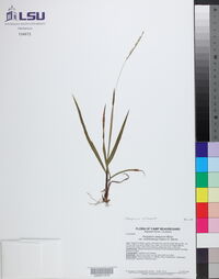 Paspalum setaceum var. muhlenbergii image