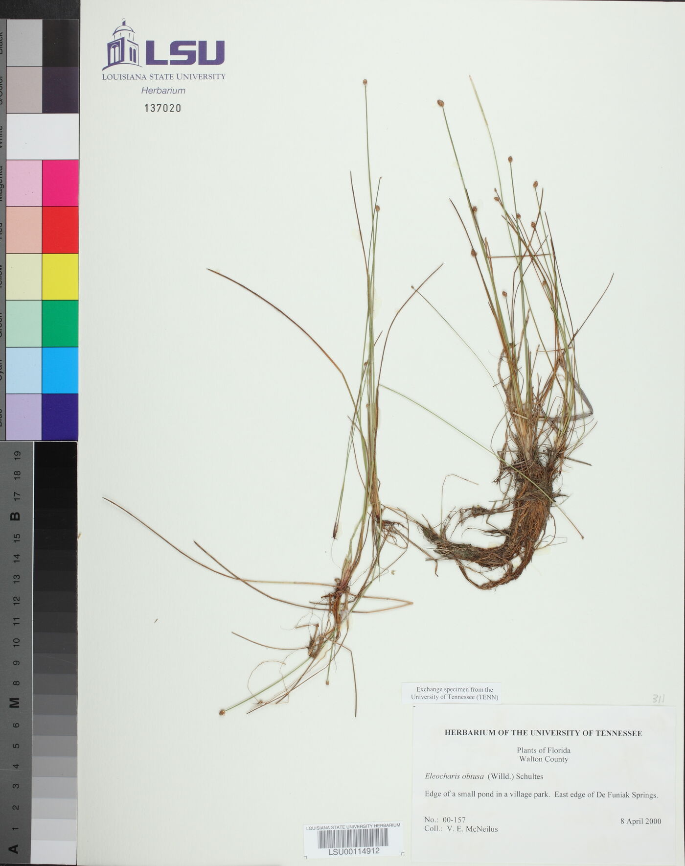 Eleocharis obtusa image