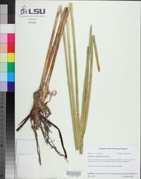 Eleocharis equisetoides image