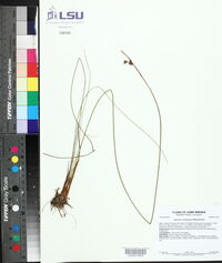 Juncus coriaceus image