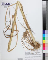 Echinochloa walteri image