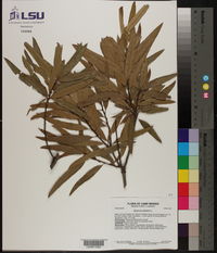 Quercus phellos image