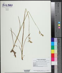 Spiranthes praecox image